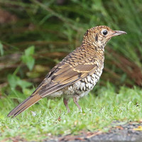 Russet-tailed Thrush